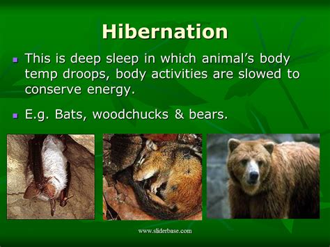 hibernating meaning